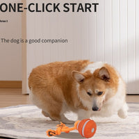Pet Supplies